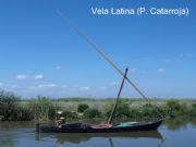 Vela Latina. Valencia, Comunidad Valenciana